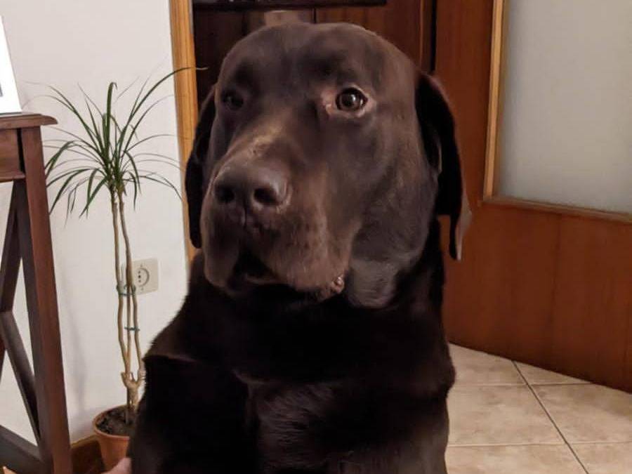 Adotta un cane, maschio, 8 anni, Belluno