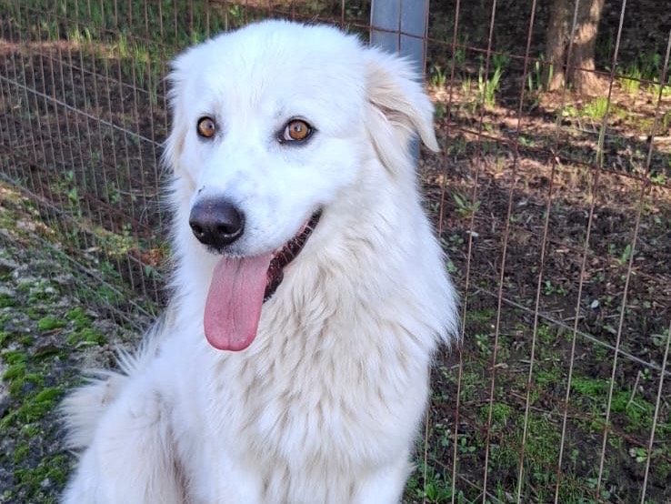 Adozione cane, femmina, Razza sconosciuta Razza sconosciuta, 3 anni e 3 mesi, taglia grande, Caserta