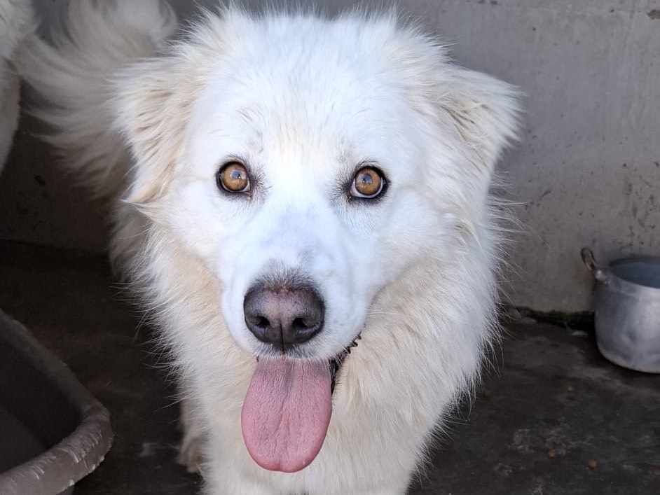 Adotta un cane, femmina, 3 anni e 3 mesi, Caserta