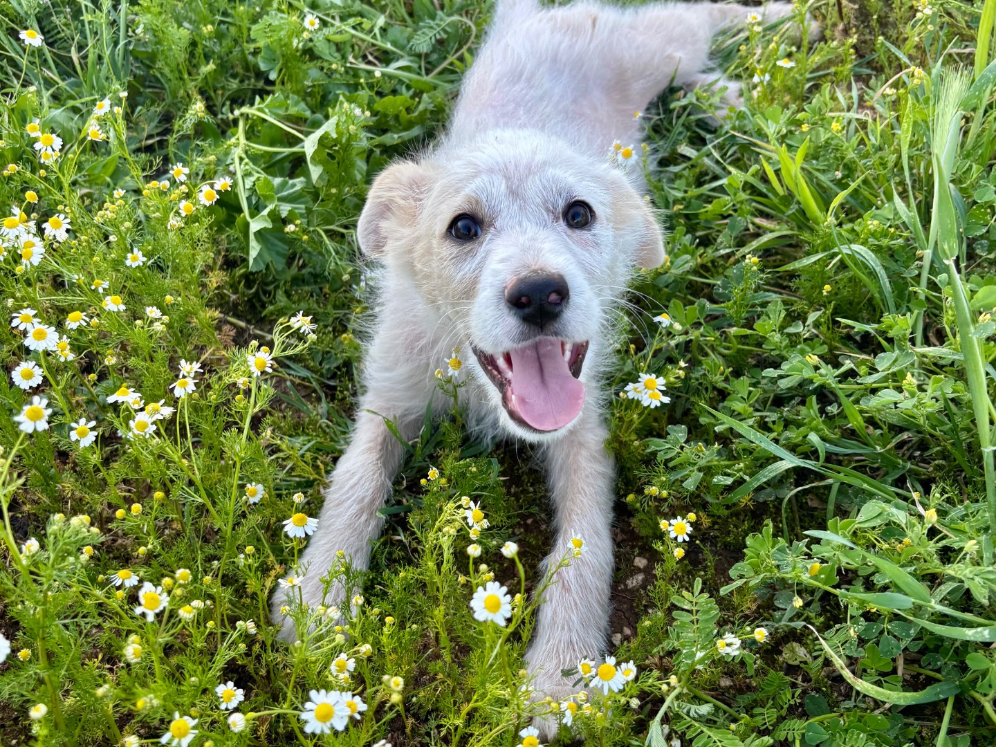 Adozione cane, maschio, Razza sconosciuta Razza sconosciuta, 3 mesi, taglia media, Bari
