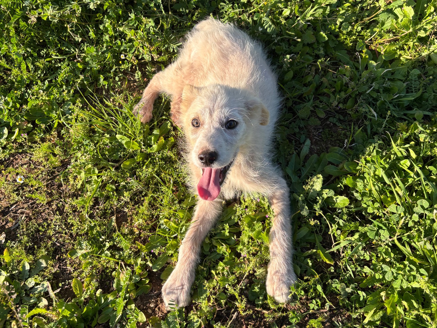 Adotta un cane, maschio, 3 mesi, Bari