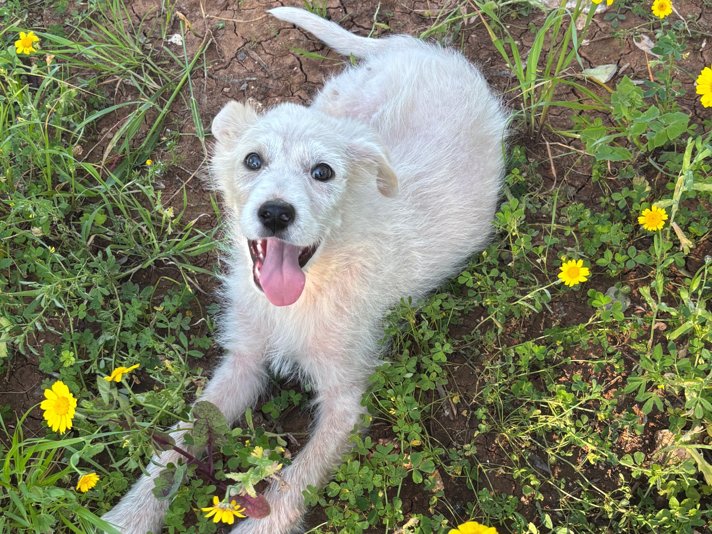 Adotta un cane, taglia media, maschio, Bari