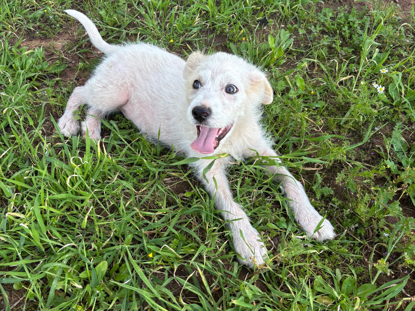 Vuoi adottare un cane a Bari?