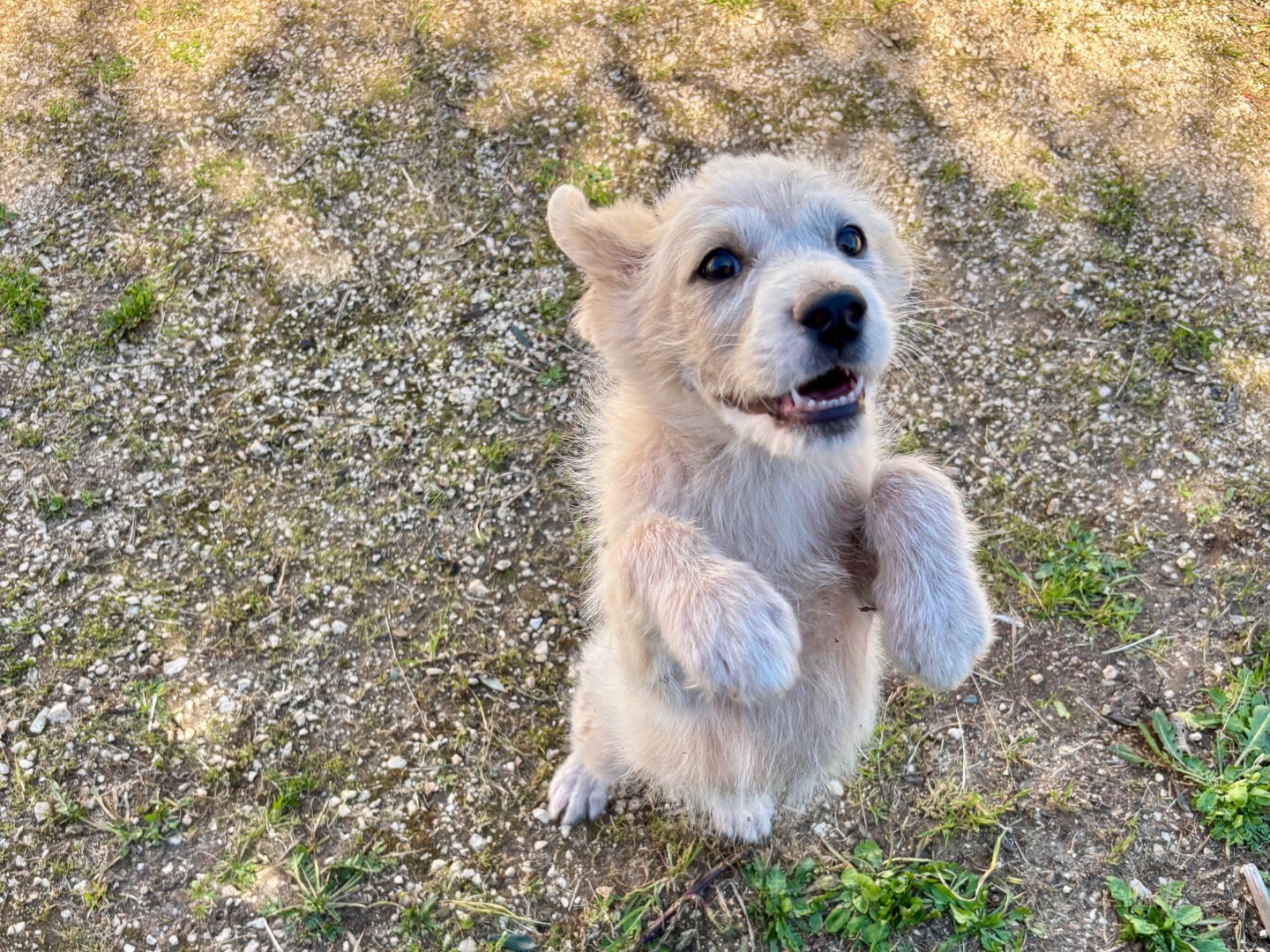Adotta il cane Lollo a Bari