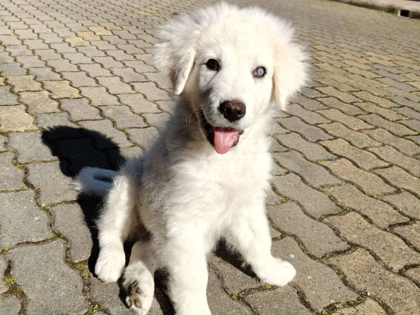 Adozione cane, maschio, Pastore maremmano Razza sconosciuta, 3 mesi, taglia grande, Vibo
