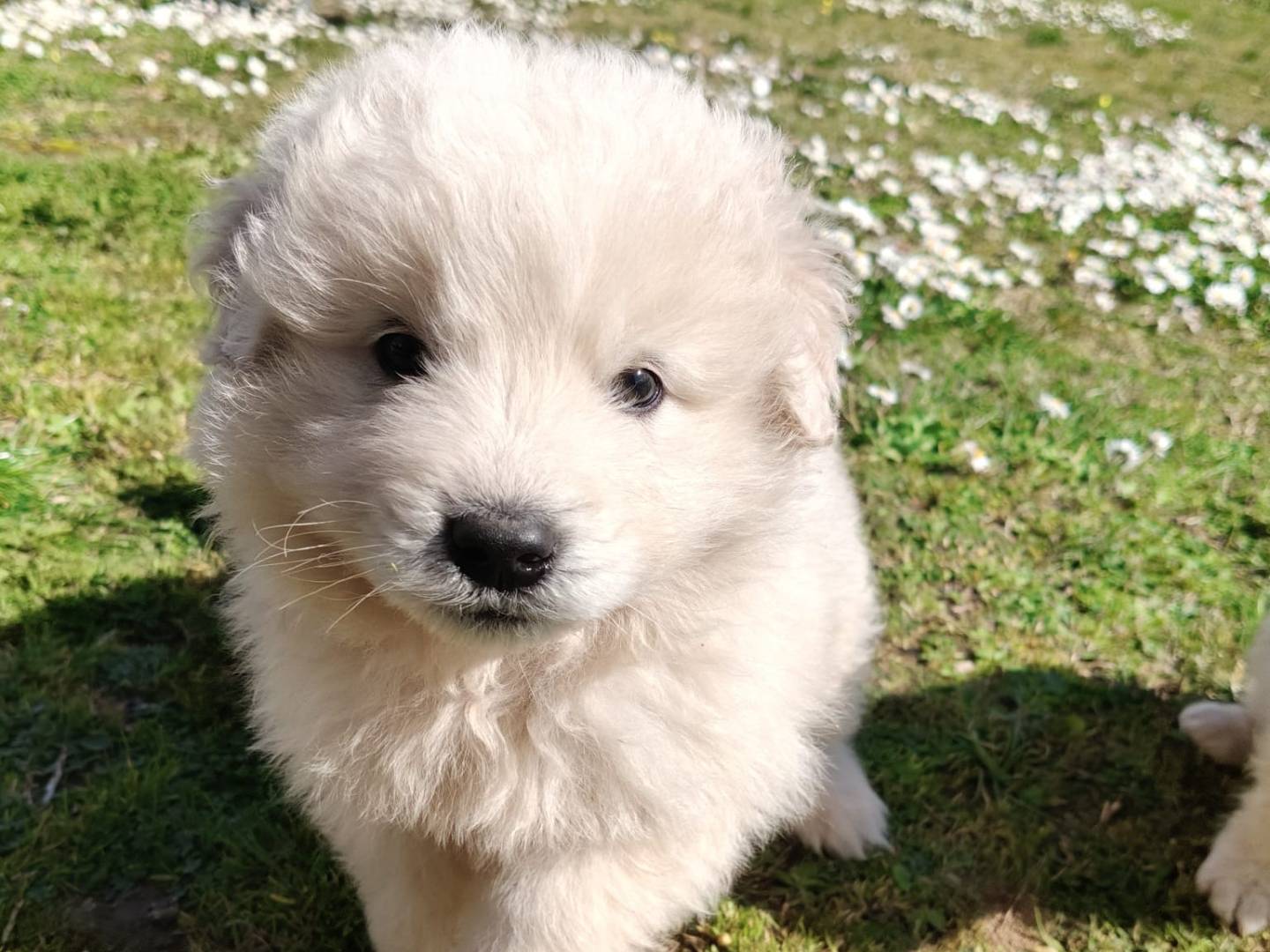 Adotta un cane, maschio, 3 mesi, Vibo