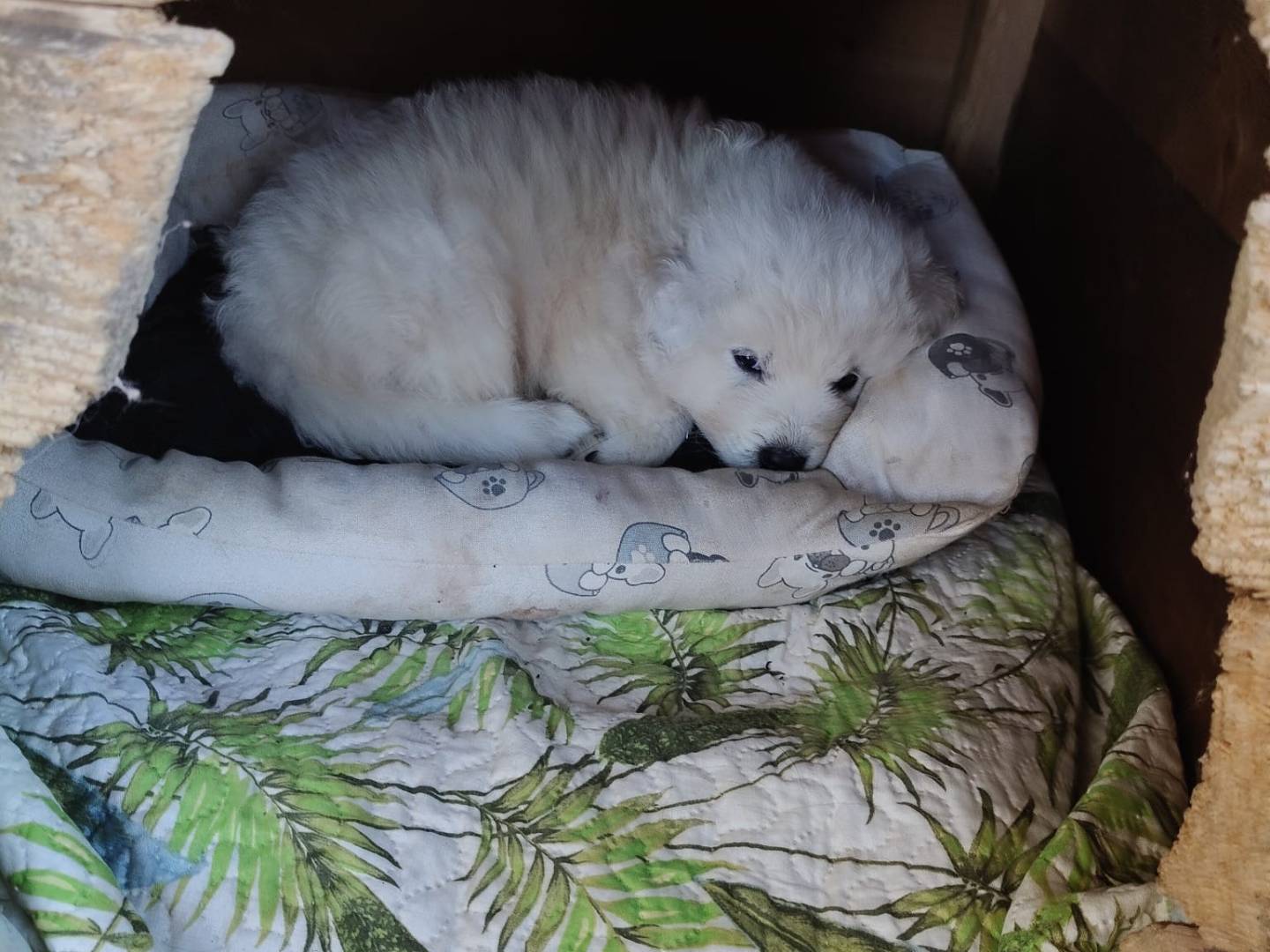 Adotta un cane, taglia grande, maschio, Vibo