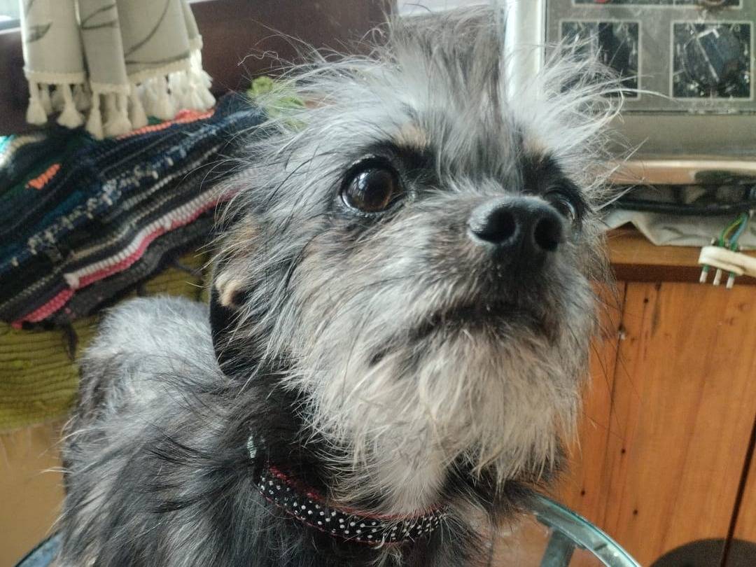 Adozione cane, maschio, Yorkshire Terrier Razza sconosciuta, 6 mesi, taglia piccola, Vibo