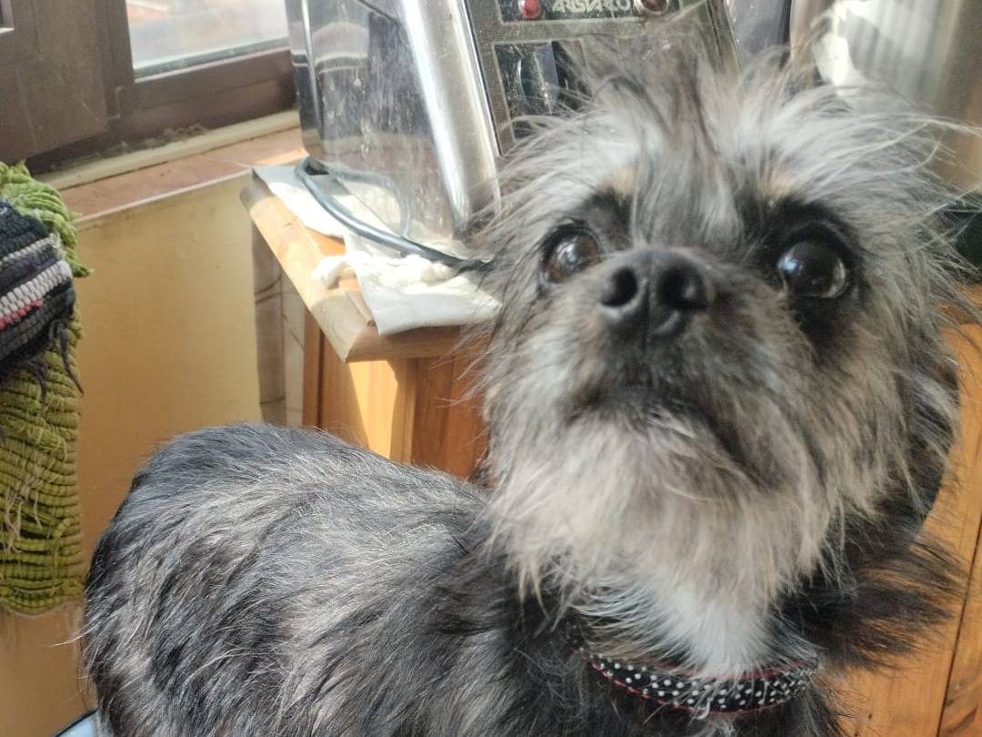 Adotta un cane, taglia piccola, maschio, Vibo