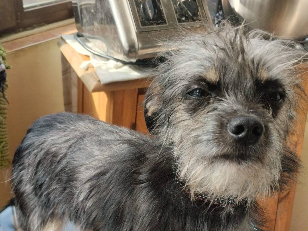 Vuoi adottare un cane a Vibo?