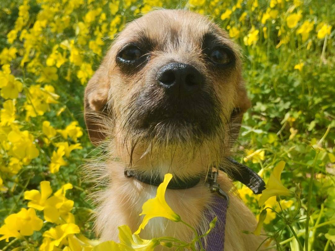 Adozione cane, femmina, Pinscher Razza sconosciuta, 7 mesi, taglia piccola, Vibo