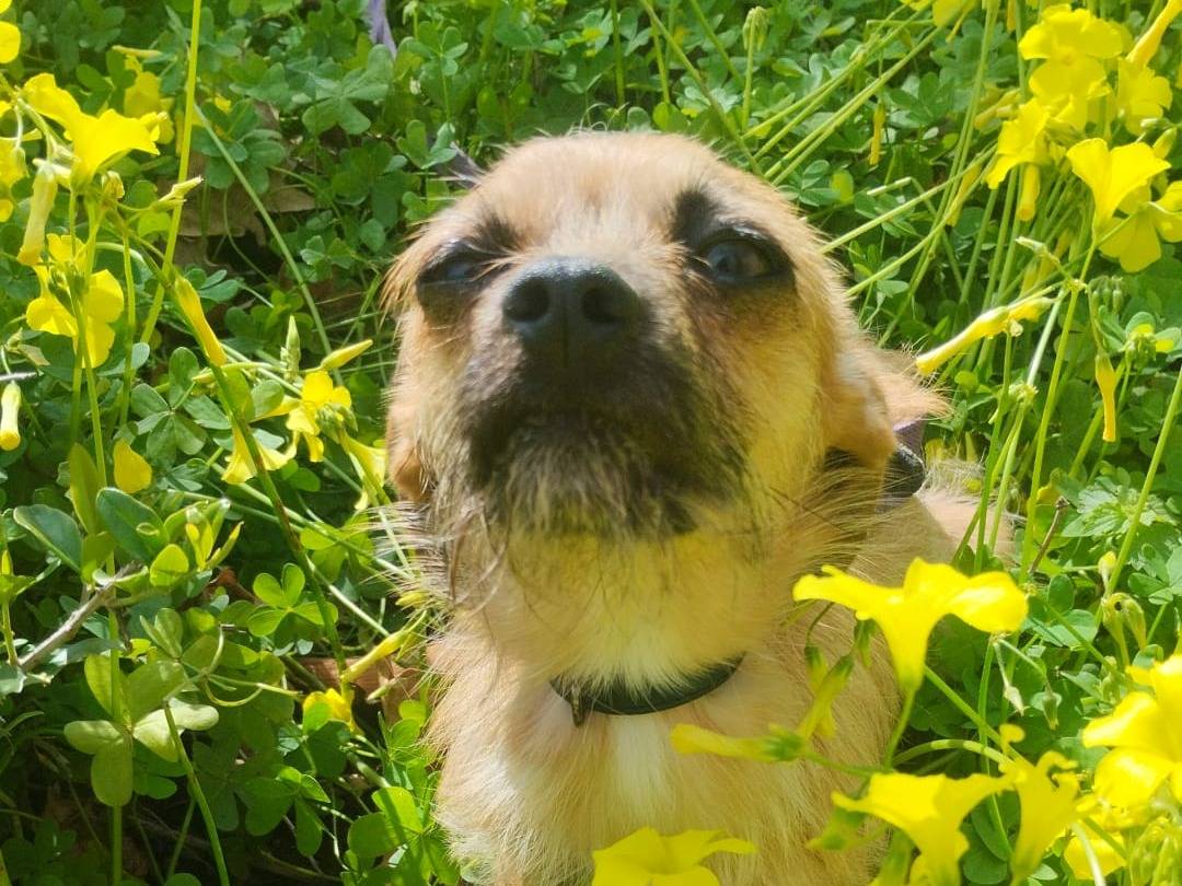 Adotta un cane, femmina, 7 mesi, Vibo