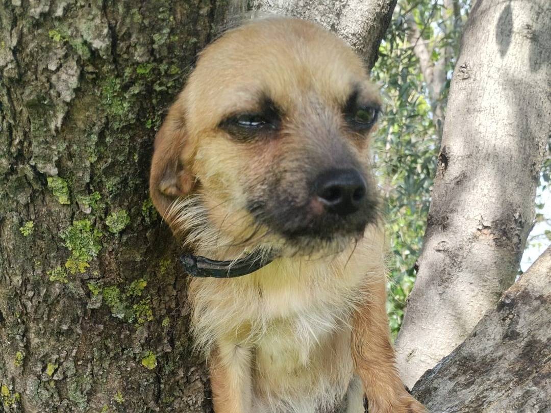 Adotta un cane, taglia piccola, femmina, Vibo