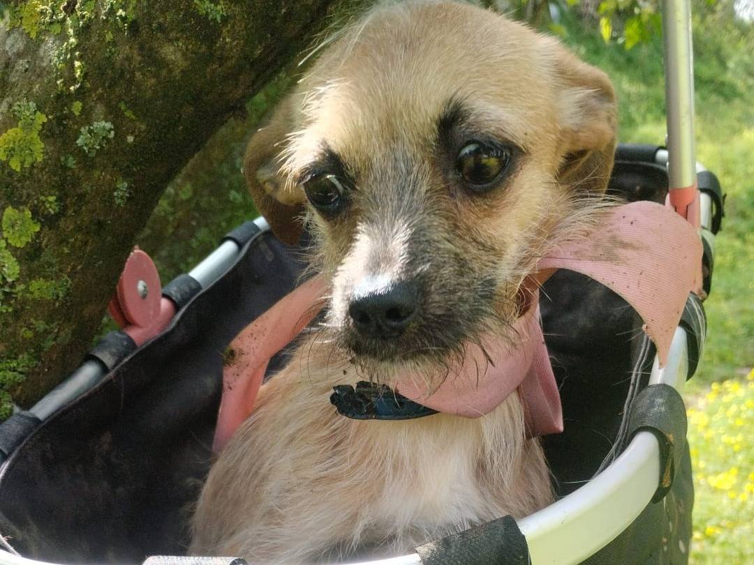 Vuoi adottare un cane a Vibo?