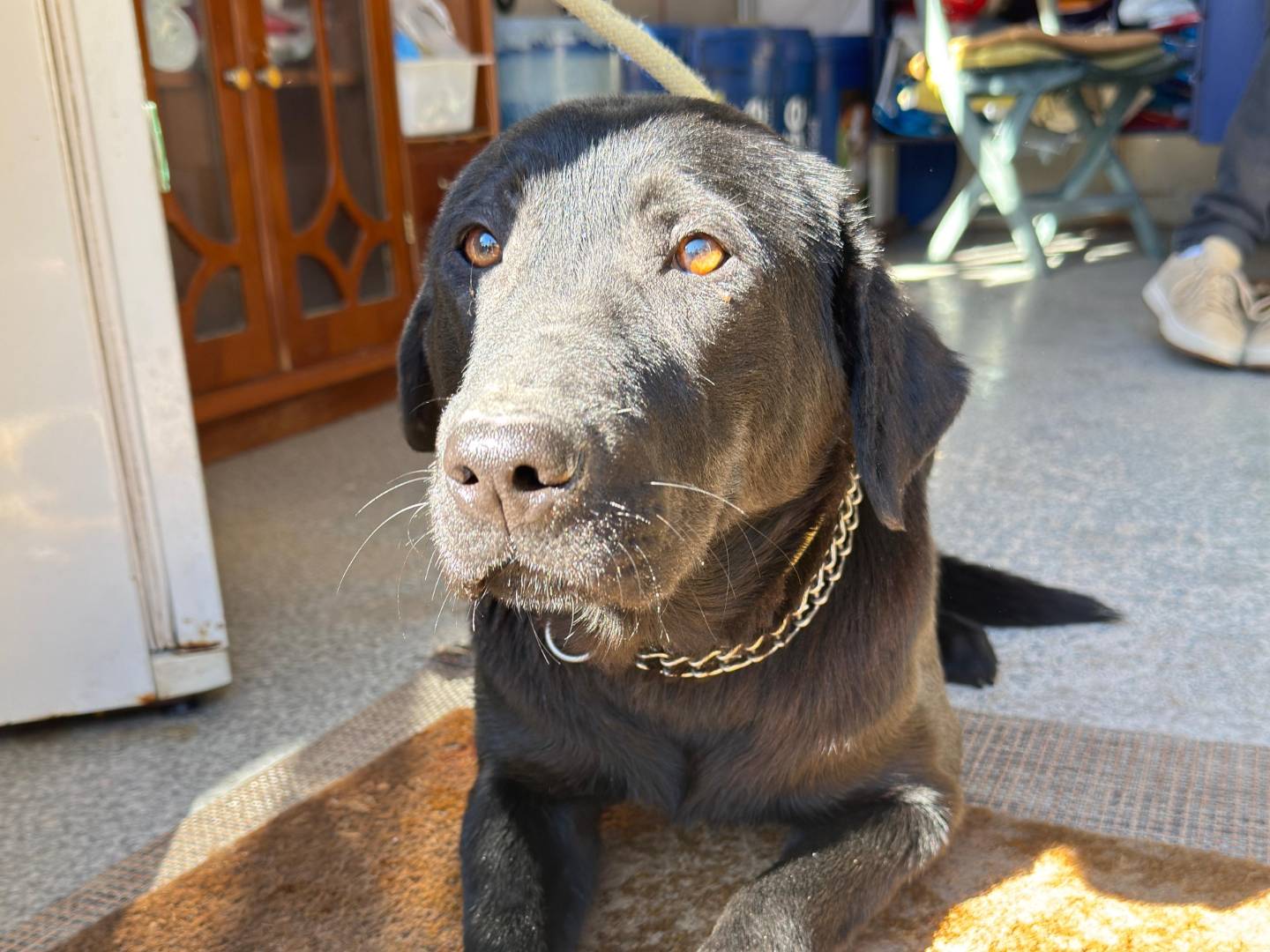 Adozione cane, femmina, Razza sconosciuta Razza sconosciuta, 3 anni, taglia media, Trapani