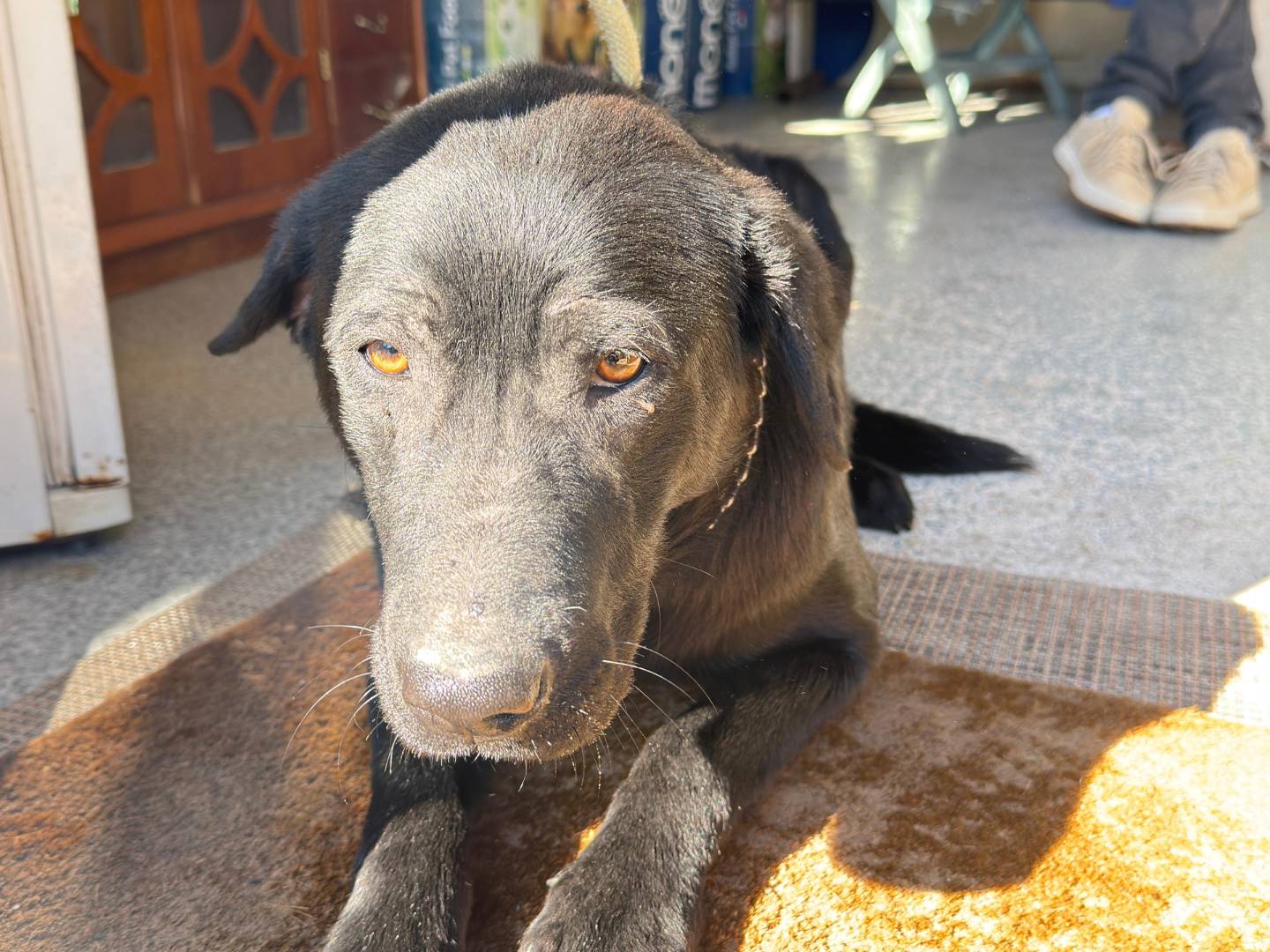 Adotta un cane, femmina, 3 anni, Trapani