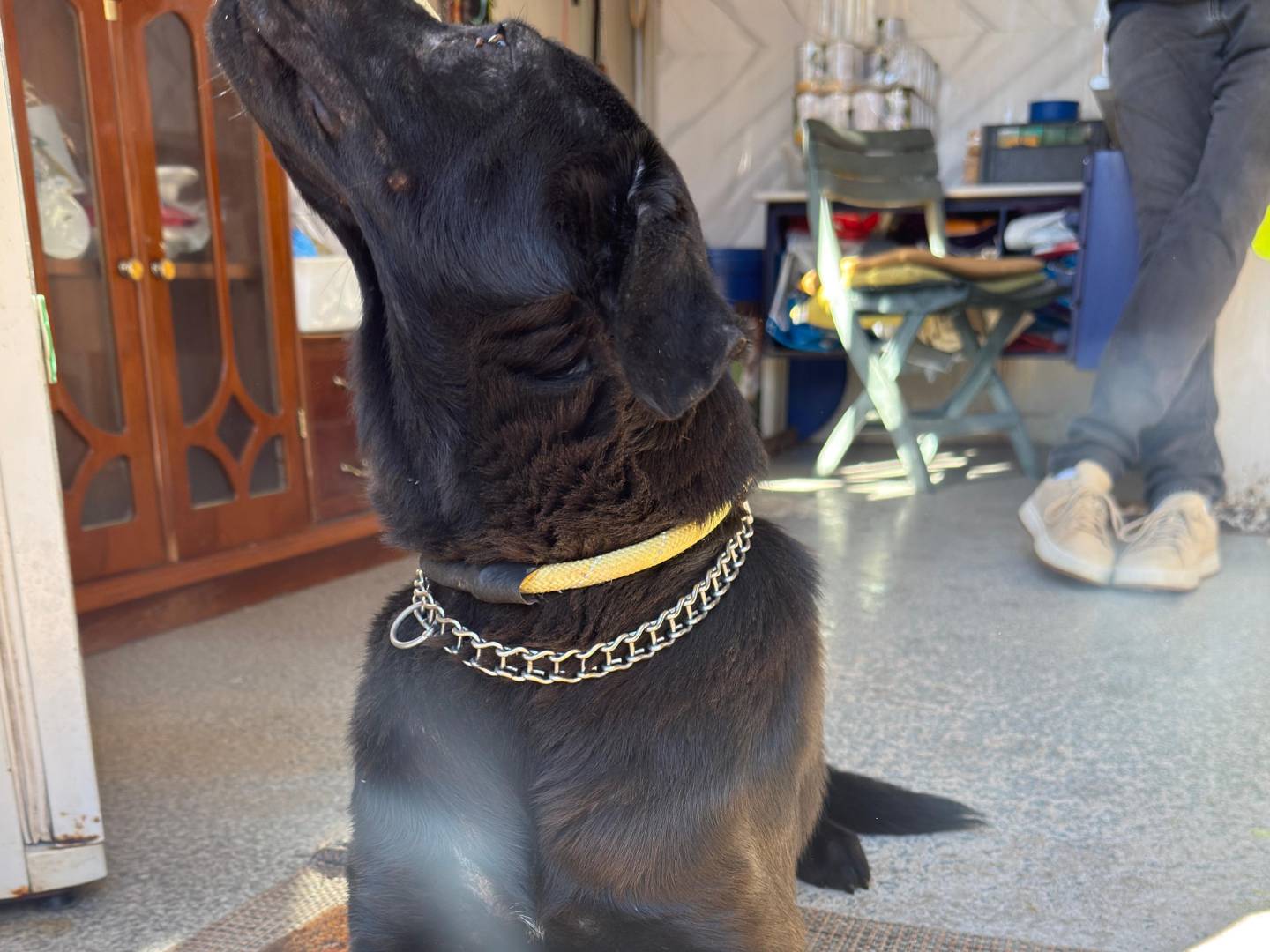 Adotta un cane, taglia media, femmina, Trapani