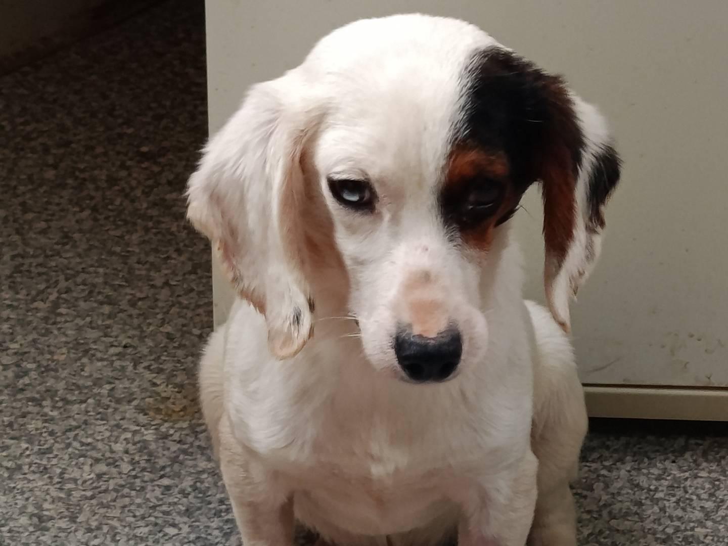 Adozione cane, maschio, Beagle  Razza sconosciuta, 2 anni e 1 mese, taglia piccola, Trapani