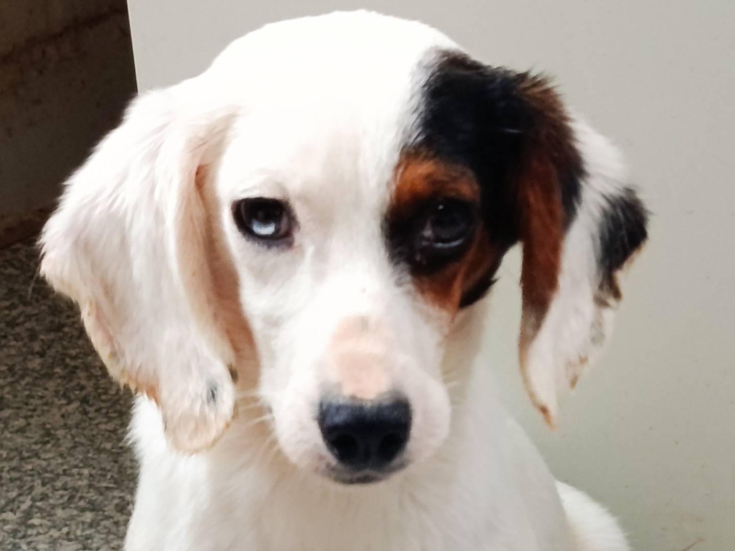 Adotta un cane, maschio, 2 anni e 1 mese, Trapani