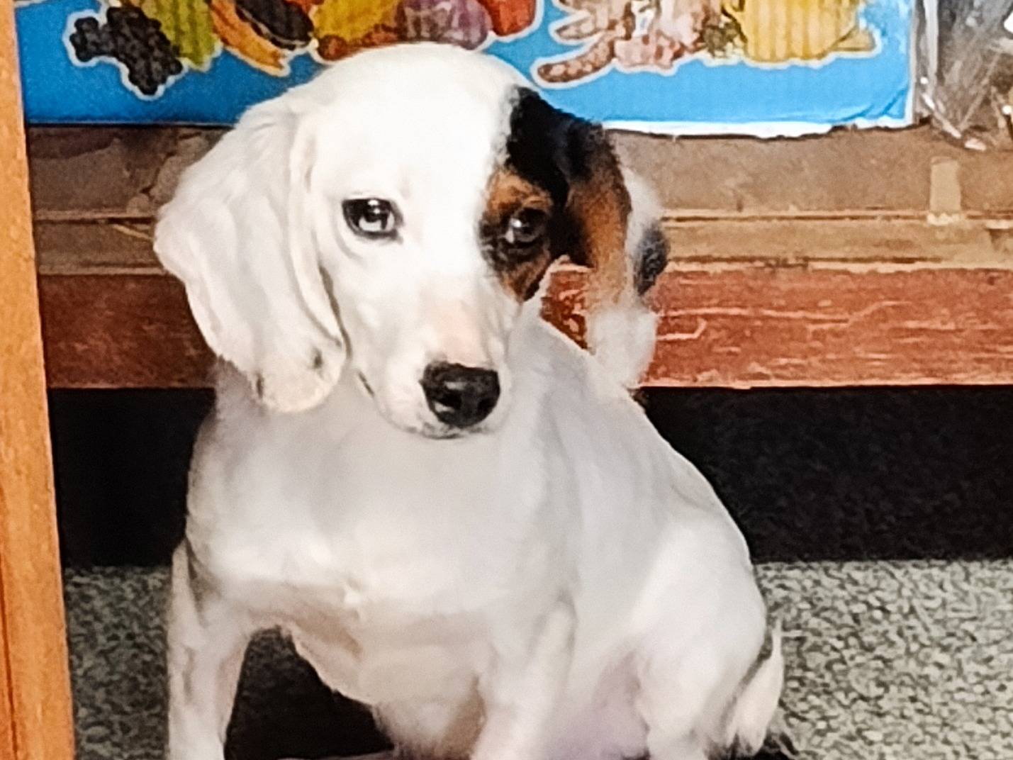 Adotta un cane, taglia piccola, maschio, Trapani