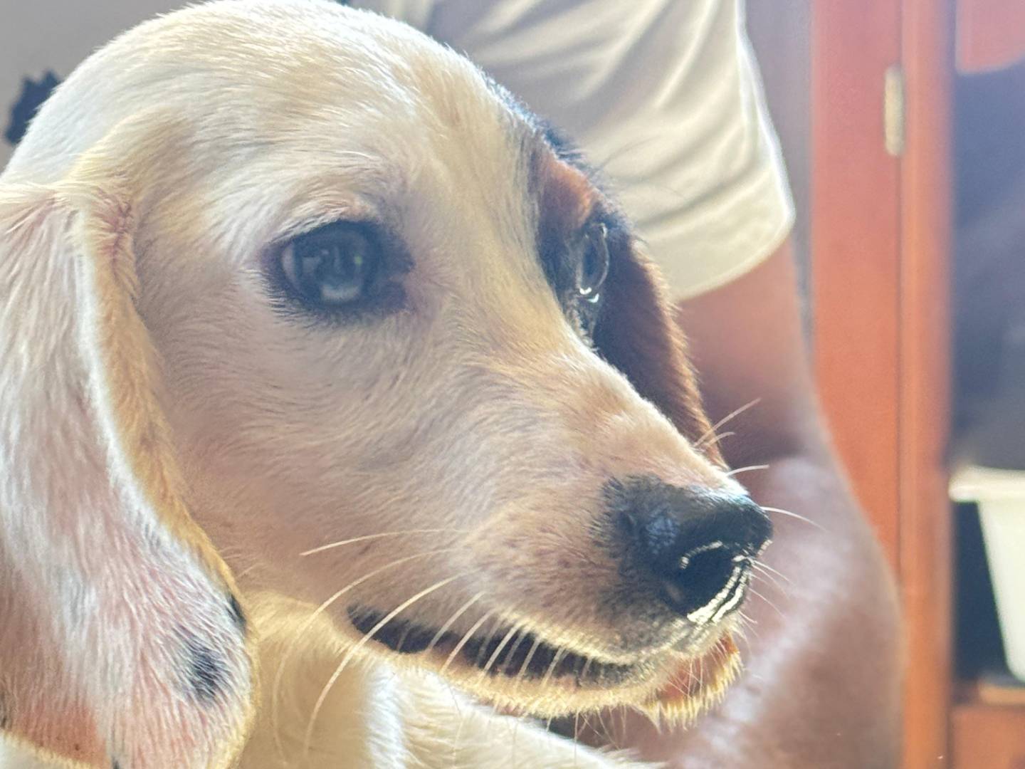 Vuoi adottare un cane a Trapani?