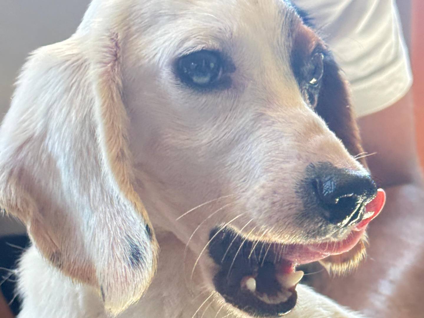 Adotta il cane Tyler a Trapani