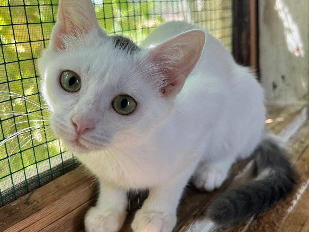 Vuoi adottare un gatto a Bari?