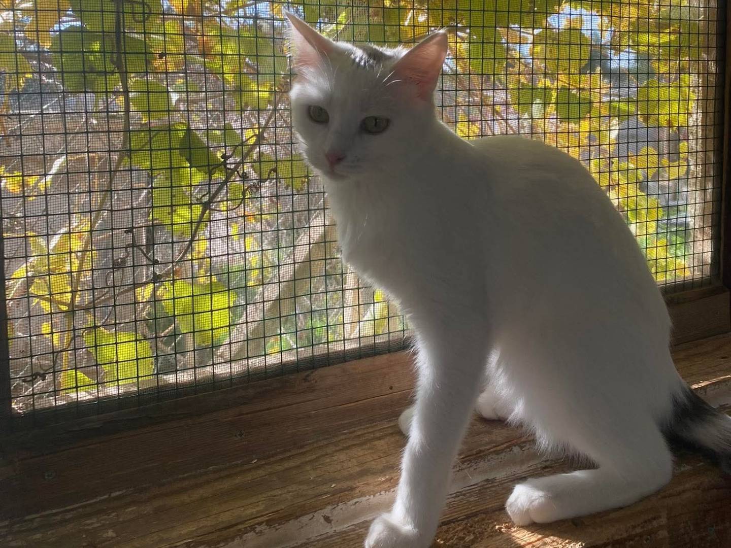 Adozione gatto, femmina, Razza sconosciuta Razza sconosciuta, 10 mesi, taglia non valida, Bari
