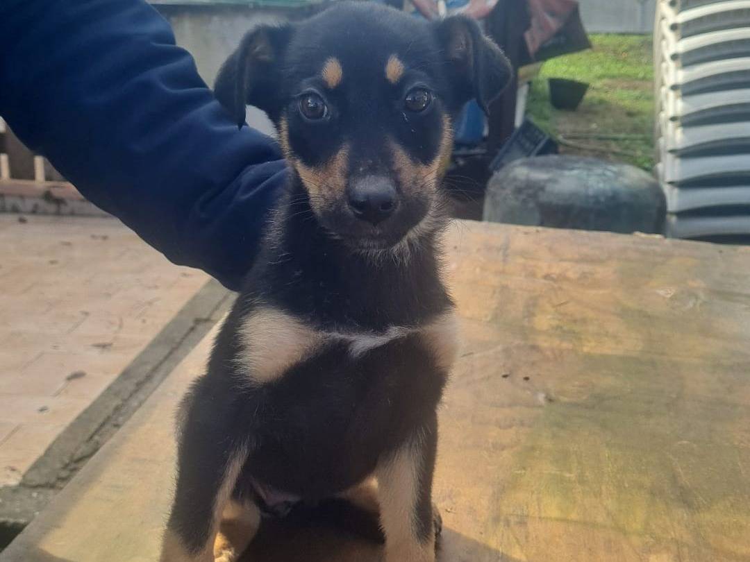 Adozione cane, femmina, Pastore tedesco Razza sconosciuta, 5 mesi, taglia media, Vibo