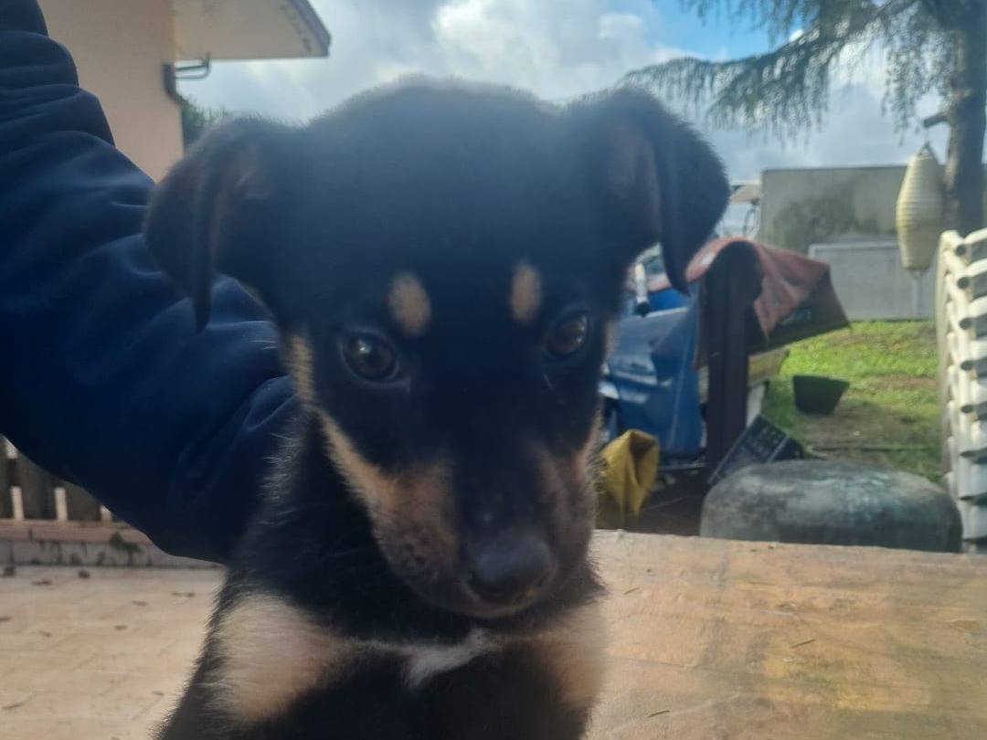 Adotta un cane, femmina, 5 mesi, Vibo