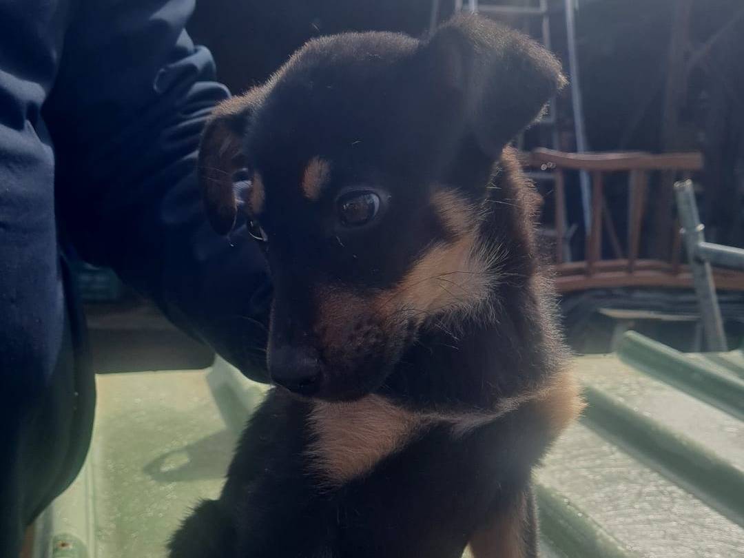 Adotta un cane, taglia media, femmina, Vibo