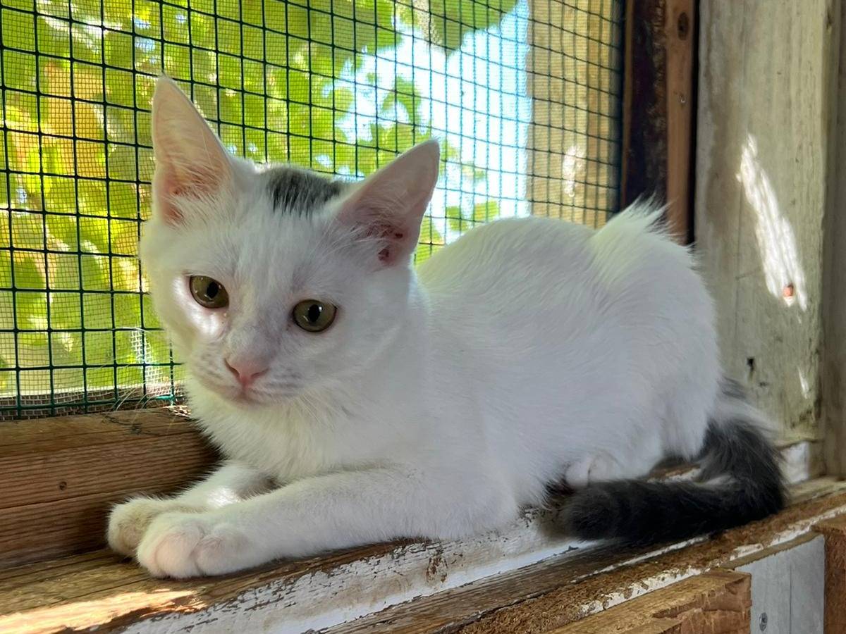 Adotta un gatto, femmina, 10 mesi, Bari