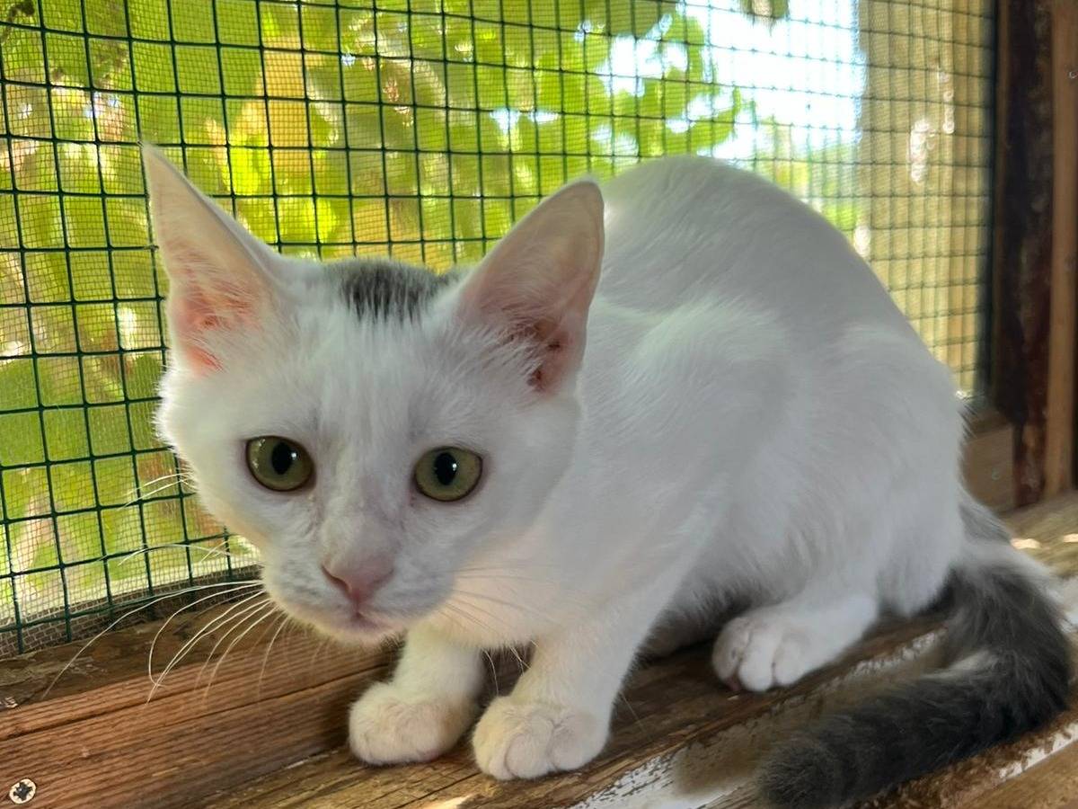 Adotta un gatto, taglia non valida, femmina, Bari