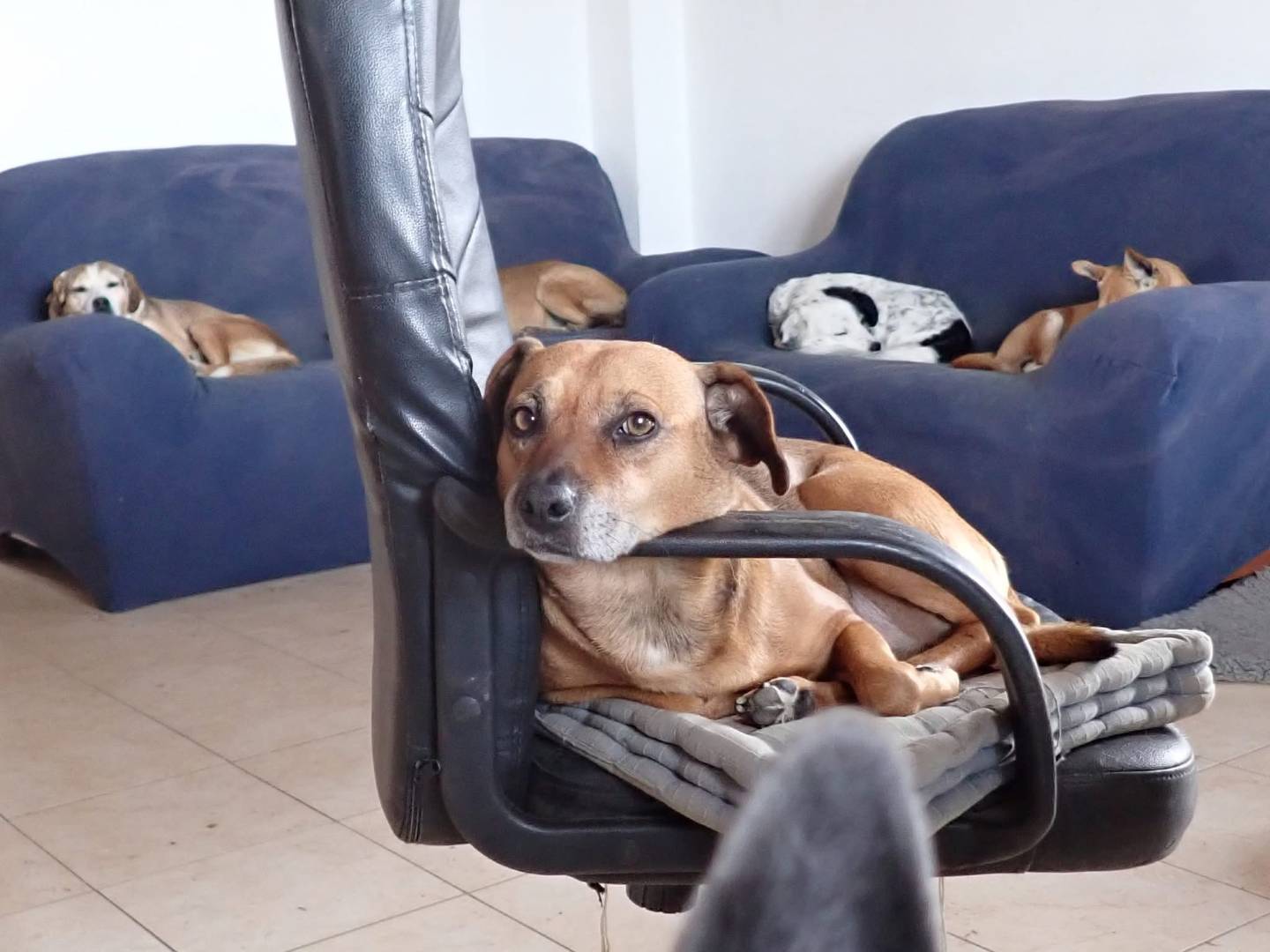 Adozione cane, femmina, Pitbull Razza sconosciuta, 10 anni e 3 mesi, taglia media, Vibo