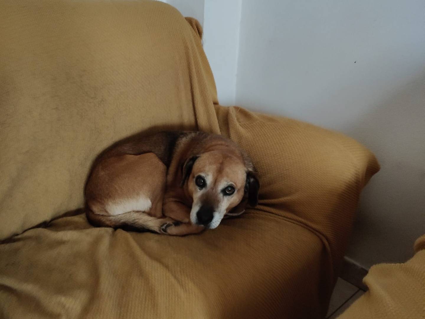 Vuoi adottare un cane a Vibo?