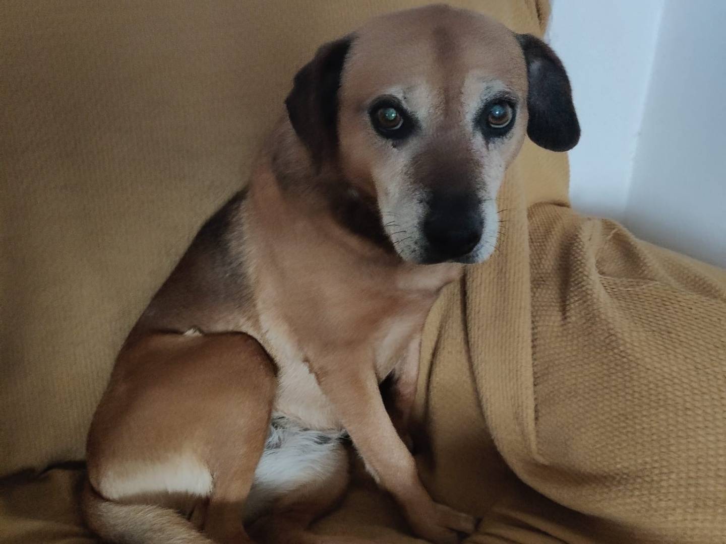 Adotta il cane SASHA a Vibo