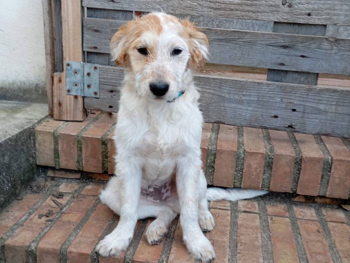 Adozione cane, maschio, Razza sconosciuta Razza sconosciuta, 6 mesi, taglia media, Vibo