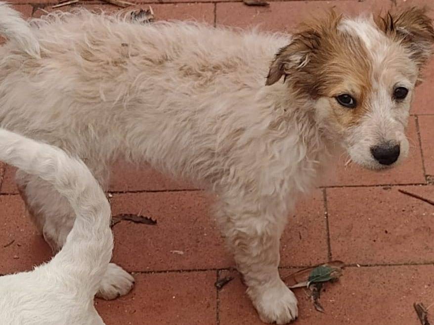 Adotta un cane, maschio, 6 mesi, Vibo