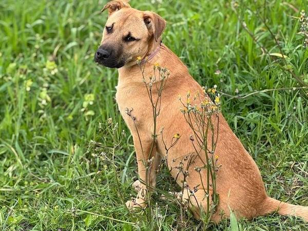 Adozione cane, femmina, Boxer Razza sconosciuta, 6 mesi, taglia media, Vibo