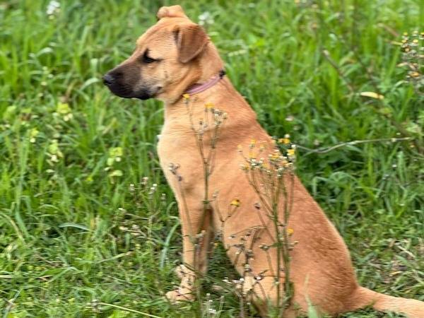 Adotta un cane, femmina, 6 mesi, Vibo