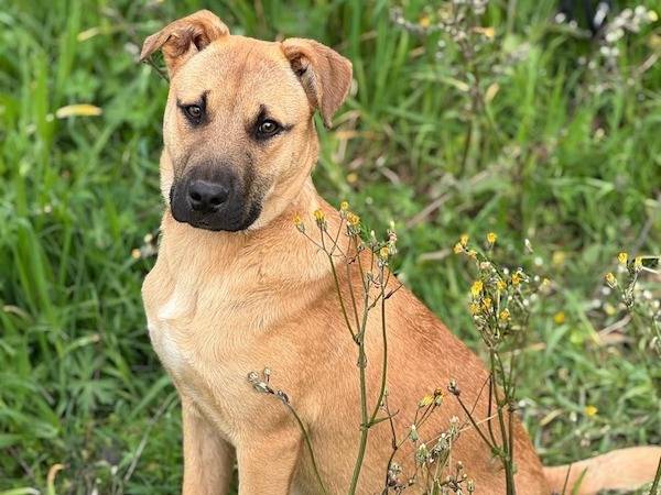 Adotta un cane, taglia media, femmina, Vibo