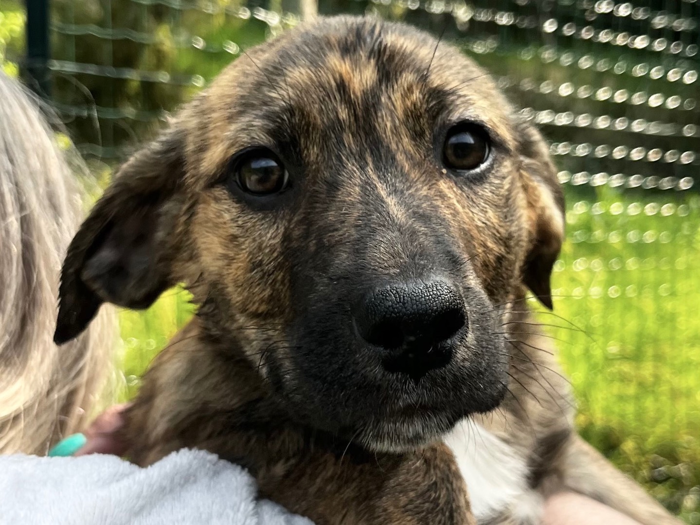 Adozione cane, femmina, Razza sconosciuta Razza sconosciuta, 3 mesi, taglia grande, Savona