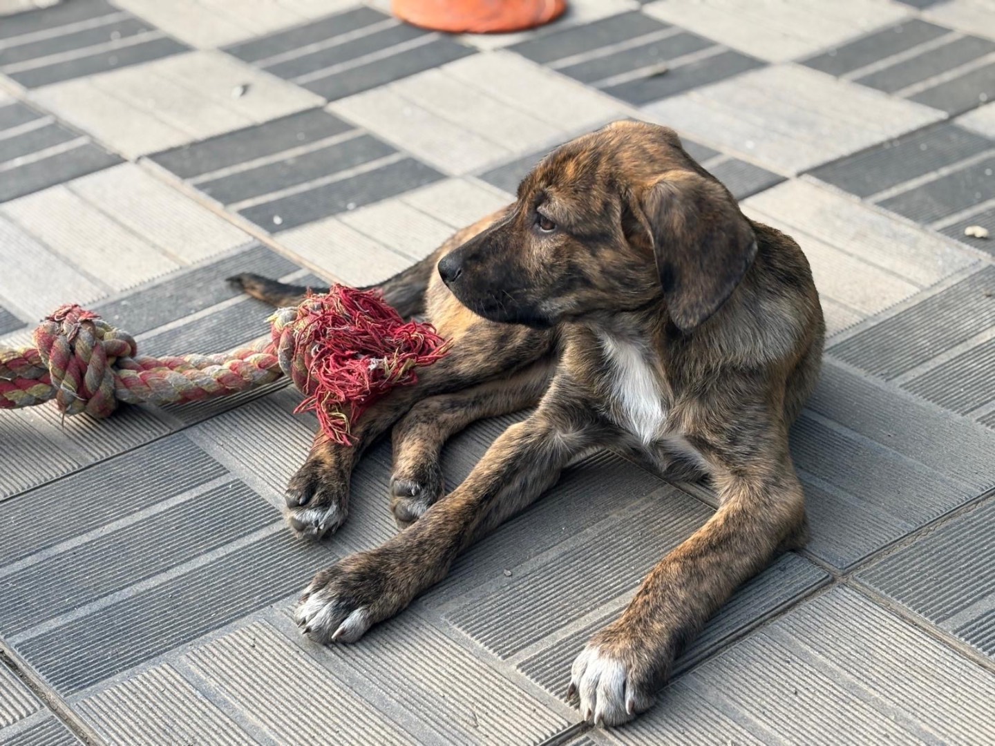 Adotta un cane, femmina, 3 mesi, Savona