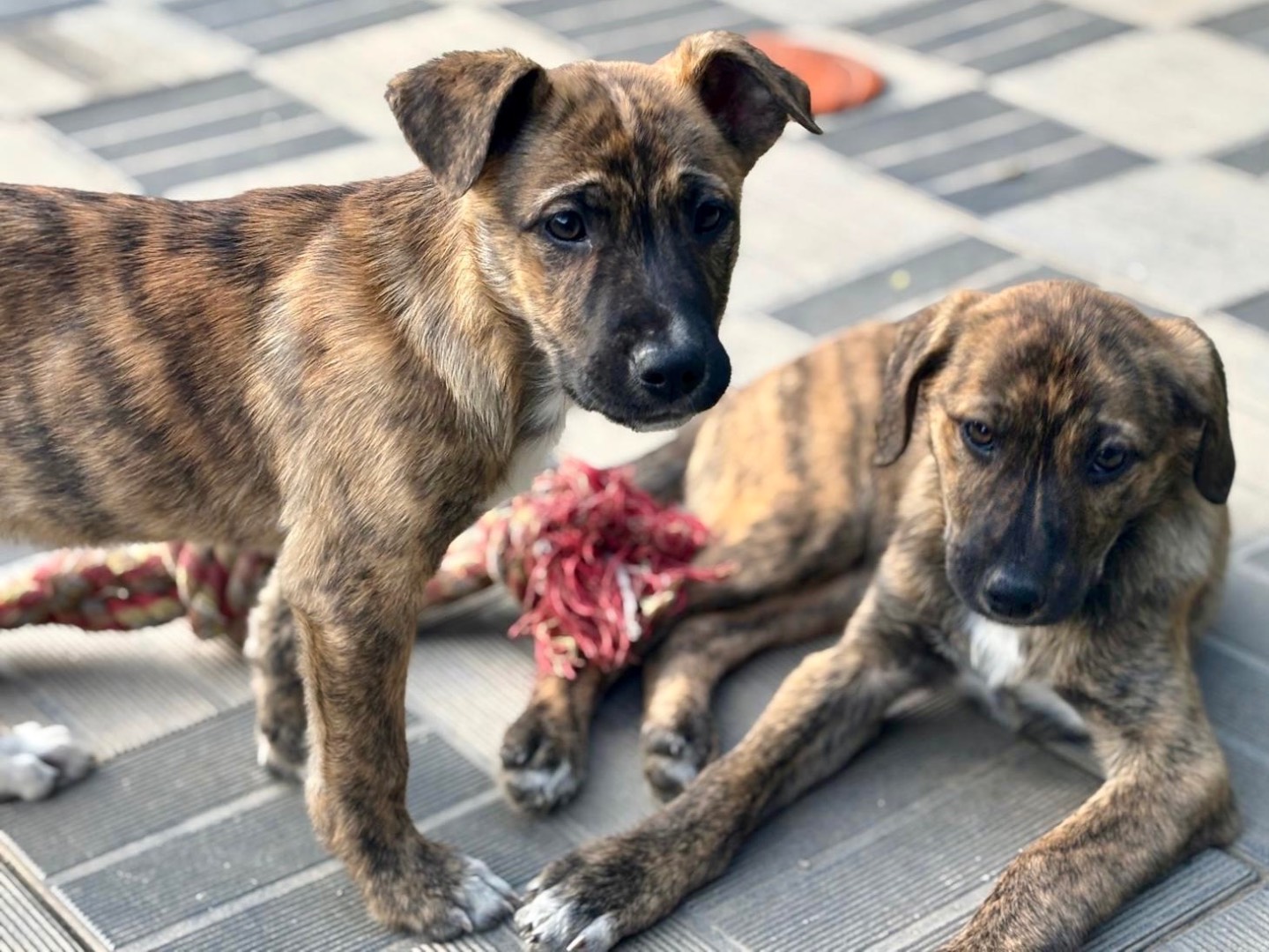 Adotta un cane, taglia grande, femmina, Savona