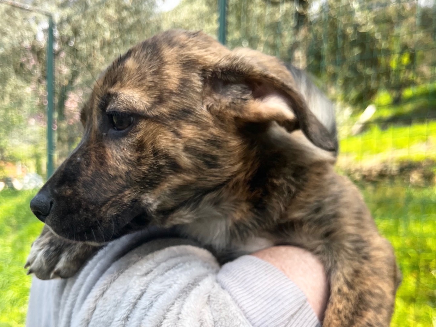 Vuoi adottare un cane a Savona?