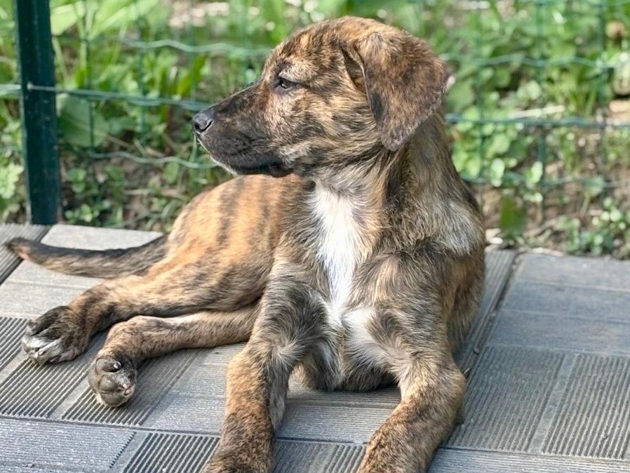 Adotta il cane Moon a Savona