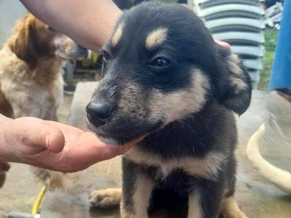Adotta un cane, femmina, 5 mesi, Vibo
