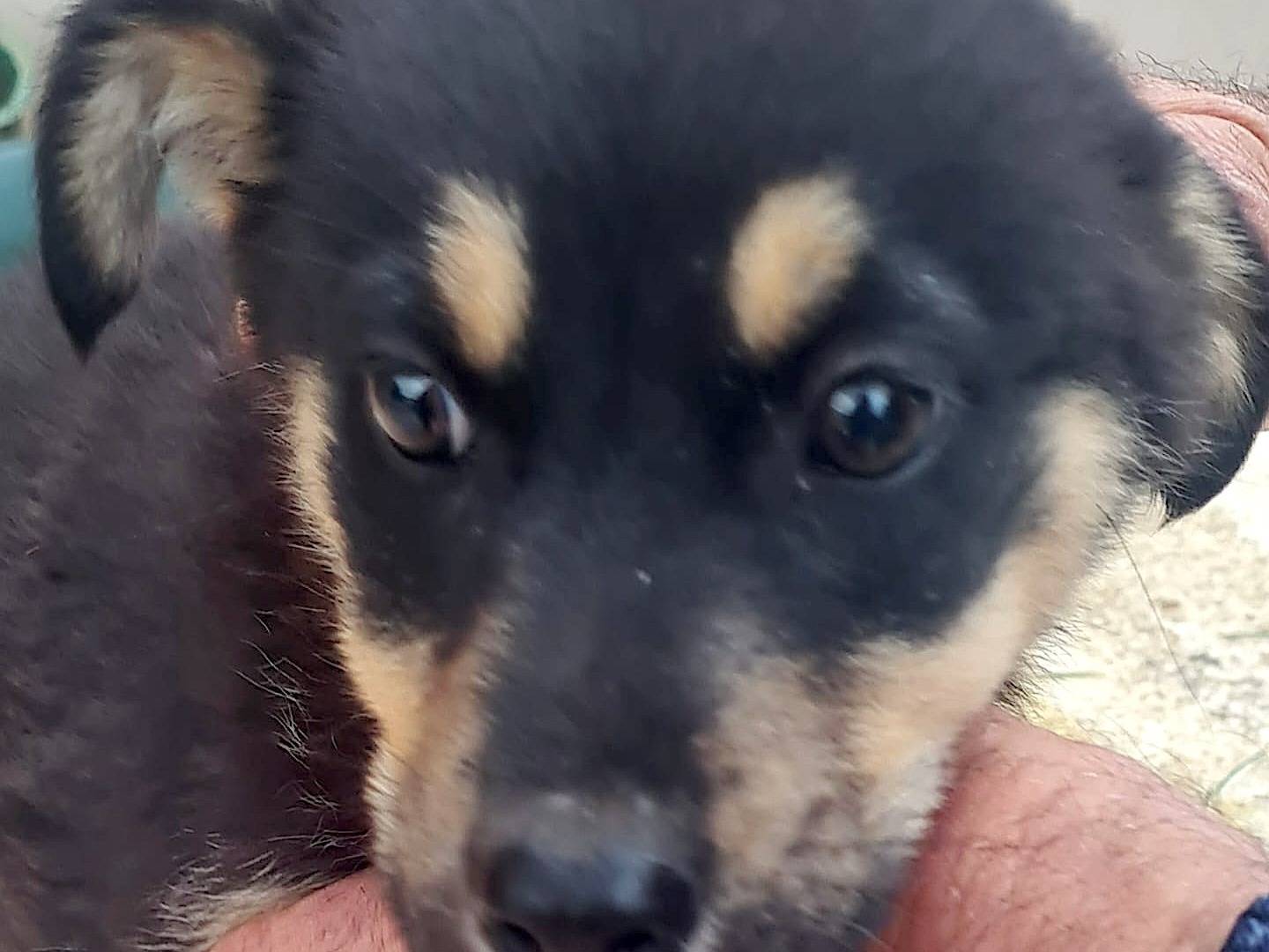 Adotta un cane, taglia media, femmina, Vibo