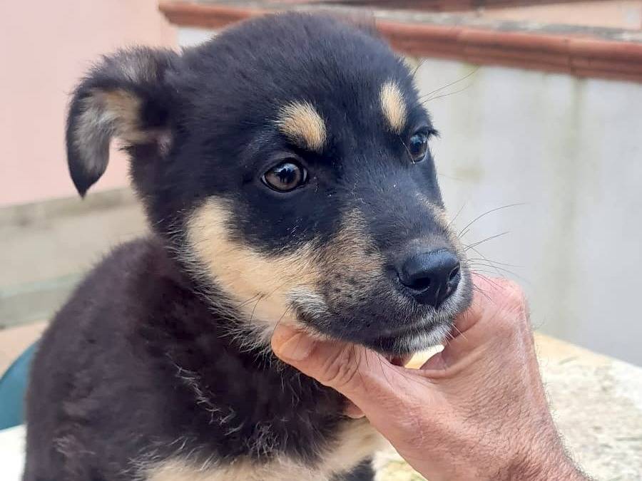 Vuoi adottare un cane a Vibo?