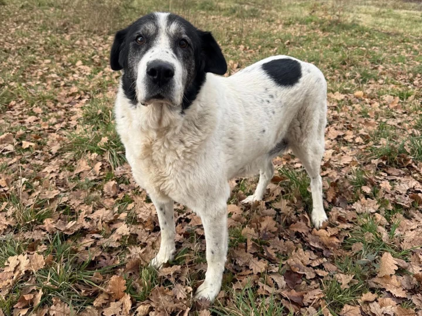 Adozione cane, maschio, Razza sconosciuta Razza sconosciuta, 11 anni e 11 mesi, taglia grande, Viterbo